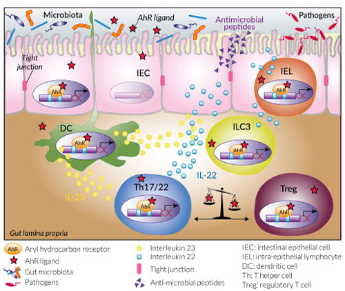 AhR role in the intestine