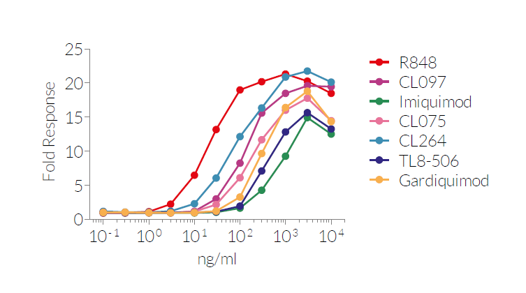 Cellular response to synthetic base analogs