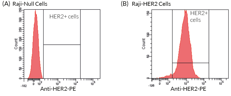 Validation of the expression of HER2 by Raji-HER2 cells.