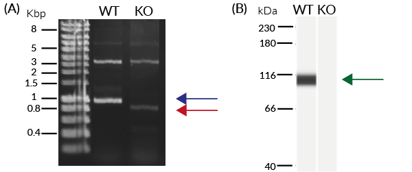 Validation of RIG-I knockout