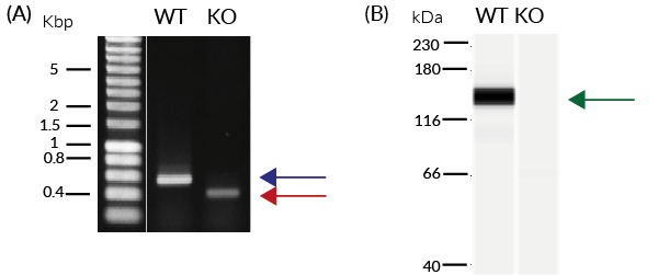 Validation of MDA5 knockout