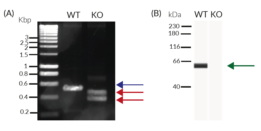 Validation of IRF5 KO