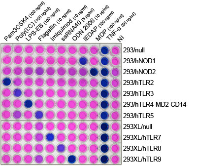 TLR and NOD induction profile of 293 clones