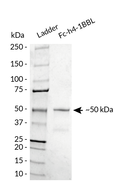 Fc-h4-1BBL analysis by SDS-PAGE