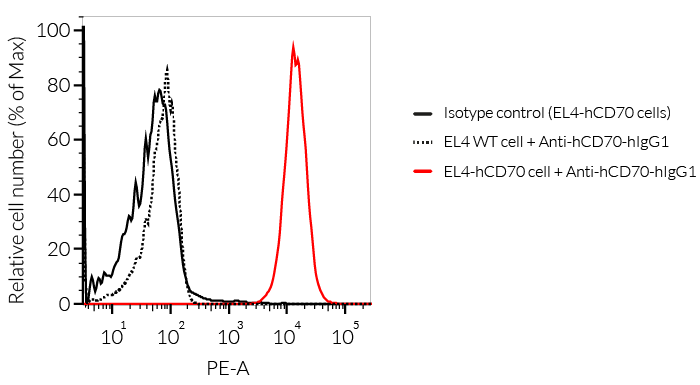 Binding of Anti-hCD70-hIgG1 mAb to hCD70