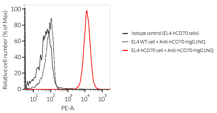 Binding of Anti-hCD70-hIgG1NQ mAb to hCD70