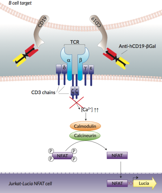 Absence of Jurkat-Lucia™ NFAT cell activation using Anti-βgal-hCD3