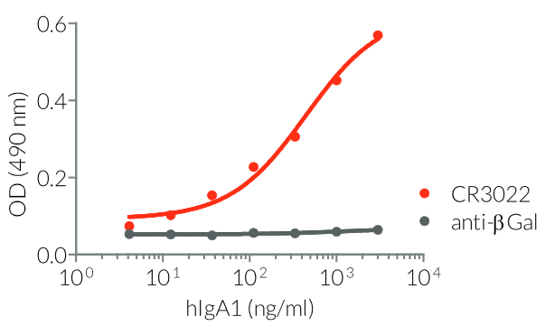 Binding of Anti-Spike-RBD hIgA1 to SARS-CoV-2 RBD