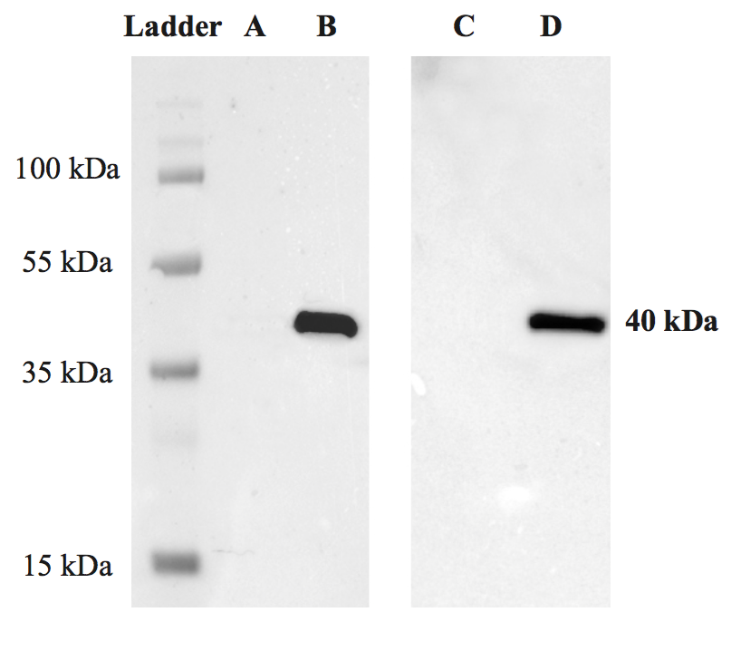 Western blot