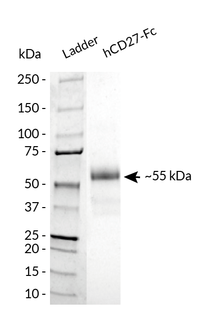 hCD27-Fc analysis by SDS-PAGE