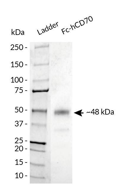 Fc-hCD70 analysis by SDS-PAGE