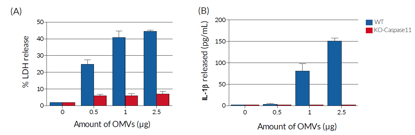 In vitro evaluation of non-canonical caspase 11 inflammasome activation	