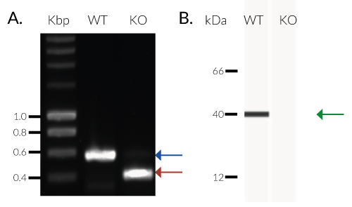 Validation of TREX1 Knockout