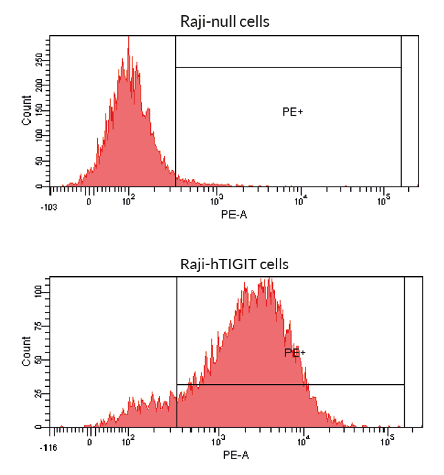 Binding of Anti-hTIGIT-hIgG1 to target cells