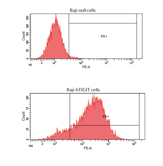 Binding of Anti-hTIGIT-hIgG1fut to target cells