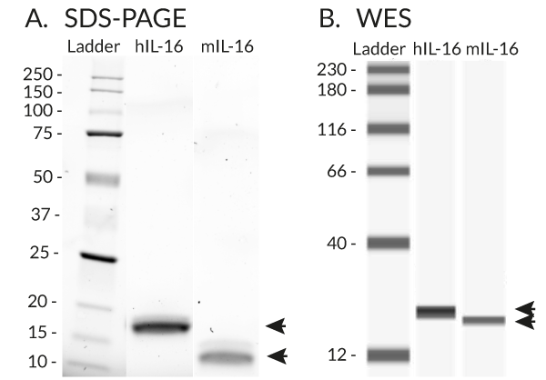 Detection by SDS-PAGE and WES