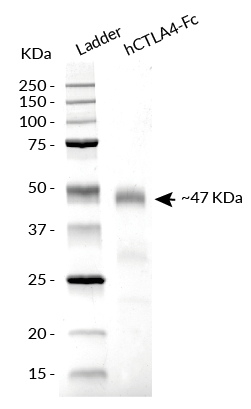 hCTLA4-Fc analysis by SDS-PAGE