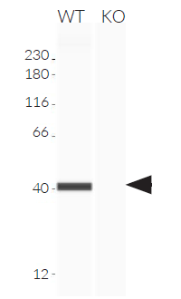 Validation of STING knockout by Western blot (Wes™)