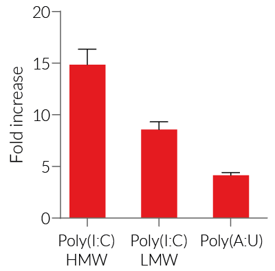 IL-8 - Lucia response