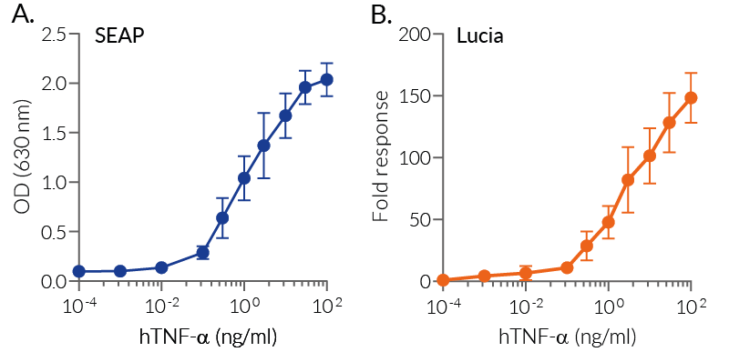 Cellular response to human TNF-α