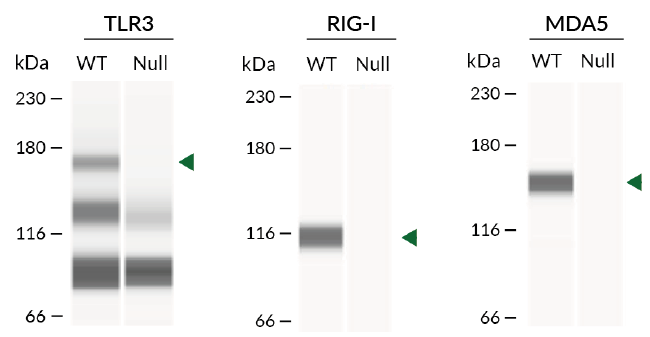 Human TLR3 RIG-I and MDA5 expression (Western blot)