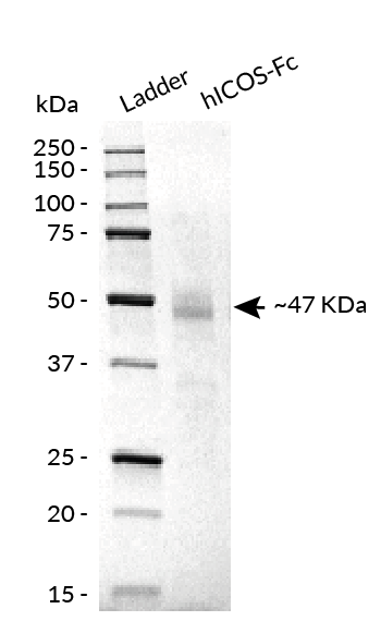 hICOS-Fc analysis by SDS-PAGE