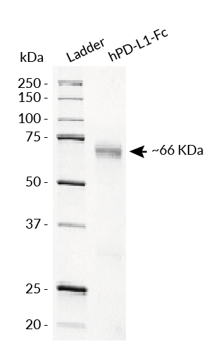 hPD-L1-Fc analysis by SDS-PAGE