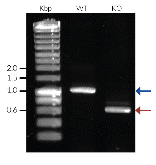 Validation of DNASE2 knockout