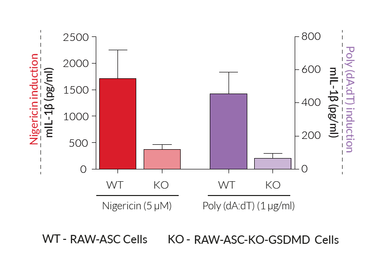 Absence of mature IL-1β by KO-GSDMD cells upon canonical inflammasome activation 