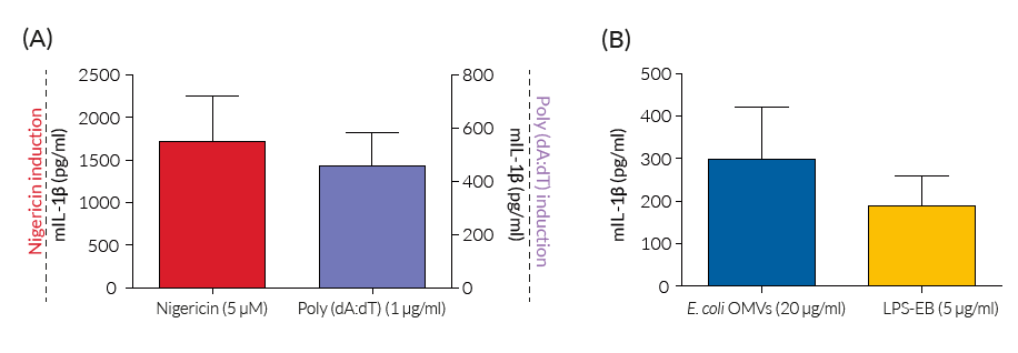 Secretion of mature IL-1β by RAW-ASC cells upon inflammasome activation