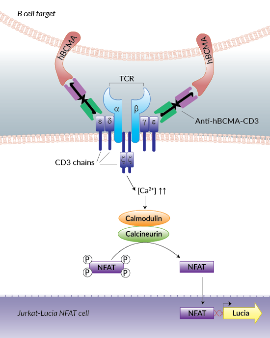 Jurkat-Lucia™ NFAT cell activation using Anti-hBCMA-CD3