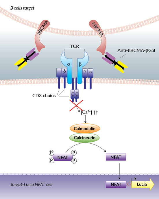 Absence of Jurkat-Lucia™ NFAT cell activation using Anti-hBCMA-βgal