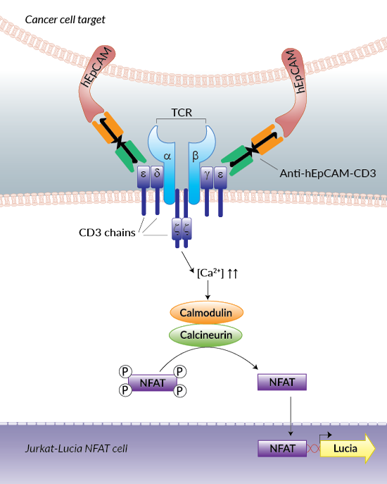 Jurkat-Lucia™ NFAT cell activation using Anti-hEpCAM-CD3