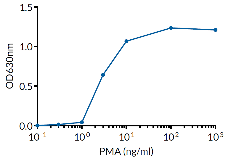 Evaluation of NF-kB activation with PMA