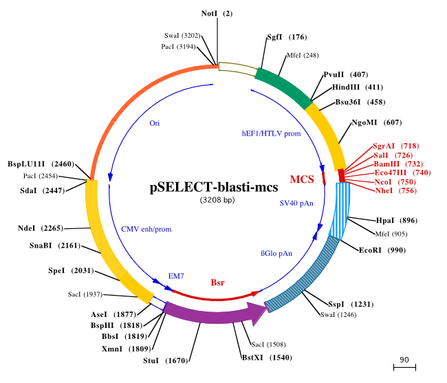pSELECT-blasti-mcs InvivoGen