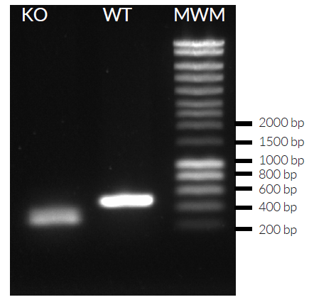 Validation of cGAS knockout by PCR