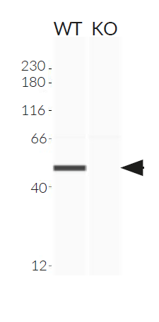 Validation of IRF3 knockout by Western blot (Wes™)