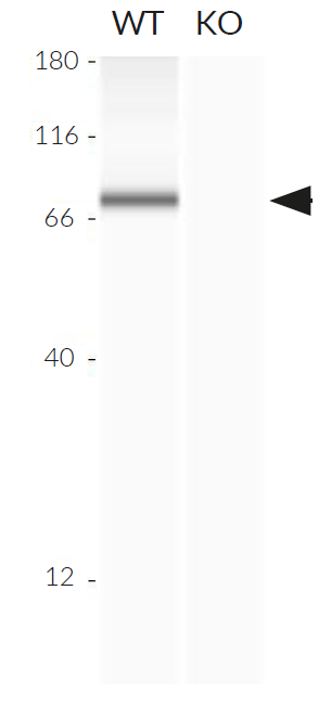 Validation of TBK-1 knockout by Western blot (Wes™)