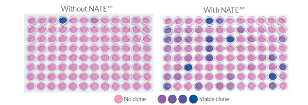 Increased number of stable SEAP-expressing RAW 264.7 clones