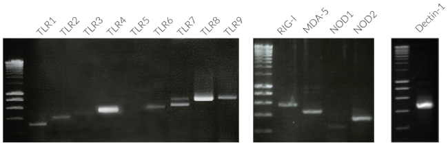 Validation of PRR expression