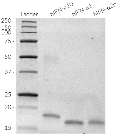 Detection by SDS PAGE