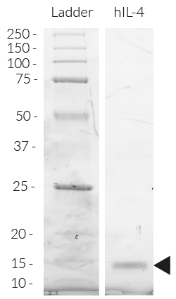 Detection by SDS-PAGE