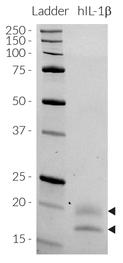 Detection by SDS-PAGE of CHO-derived IL-1β