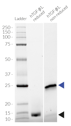 Detection by SDS-PAGE