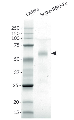Spike-RBD-Fc analysis by SDS PAGE