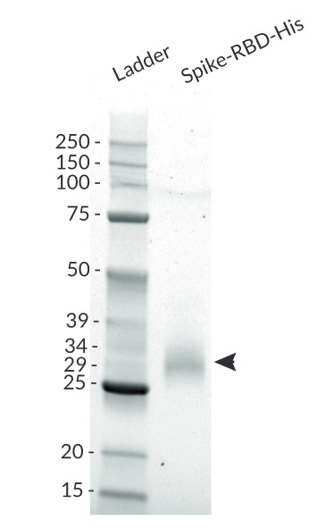 Spike-RBD-His analysis by SDS PAGE