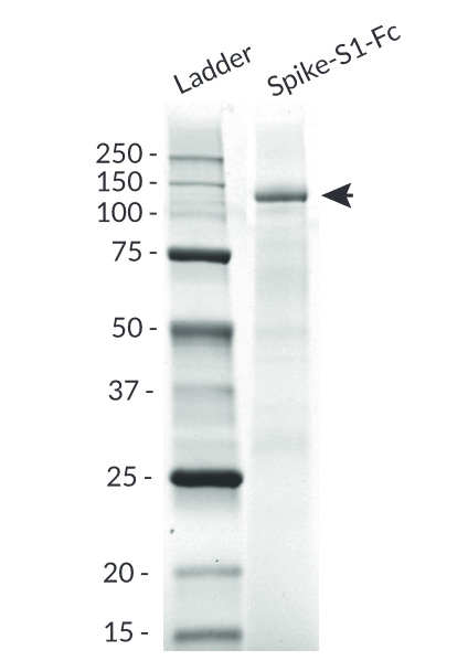 Spike-S1-Fc purity analysis by SDS PAGE