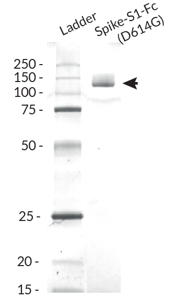 Spike-S1-Fc (D614G) purity analysis by SDS PAGE