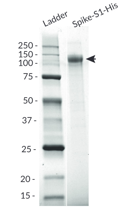 Spike-S1-His purity analysis by SDS PAGE