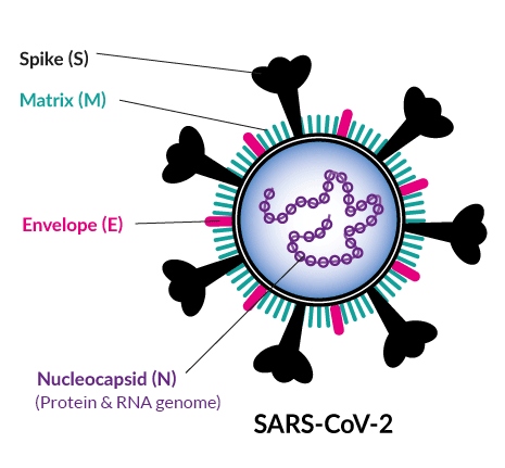 SARS-CoV-2 structural proteins